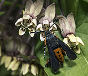 Damselfly